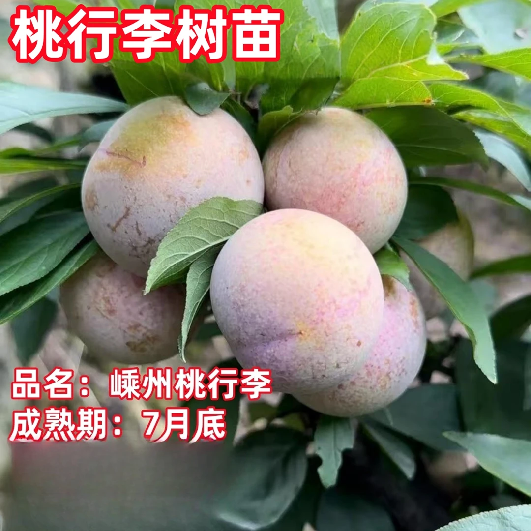 正宗嵊州桃行李子树苗 红心李子树苗庭院地栽李子树苗
