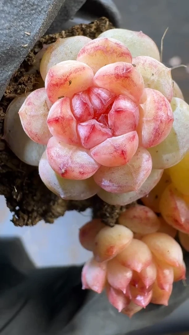 【闪购商品】20号到手3棵江北多肉一物一拍