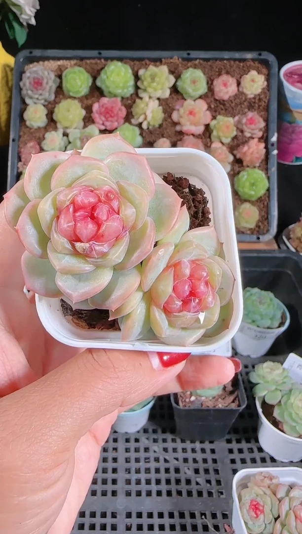 1124-327舒月群生不包整