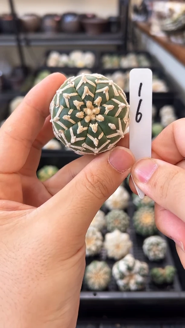 不含盆土实生根带生长纹编码16