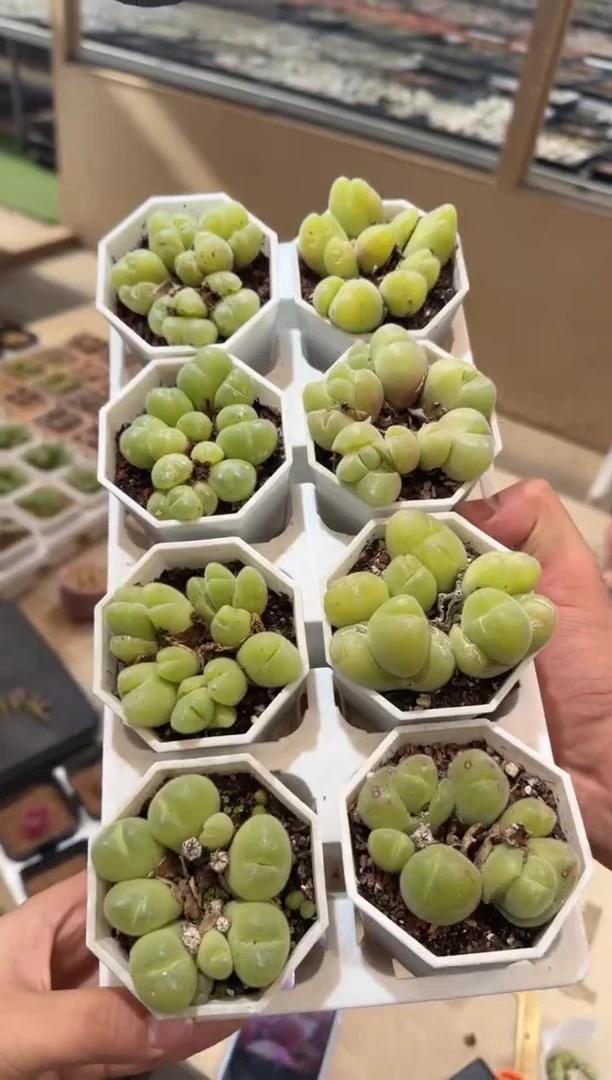 138多肉植物肉锥毛翠滴带盆土一颗