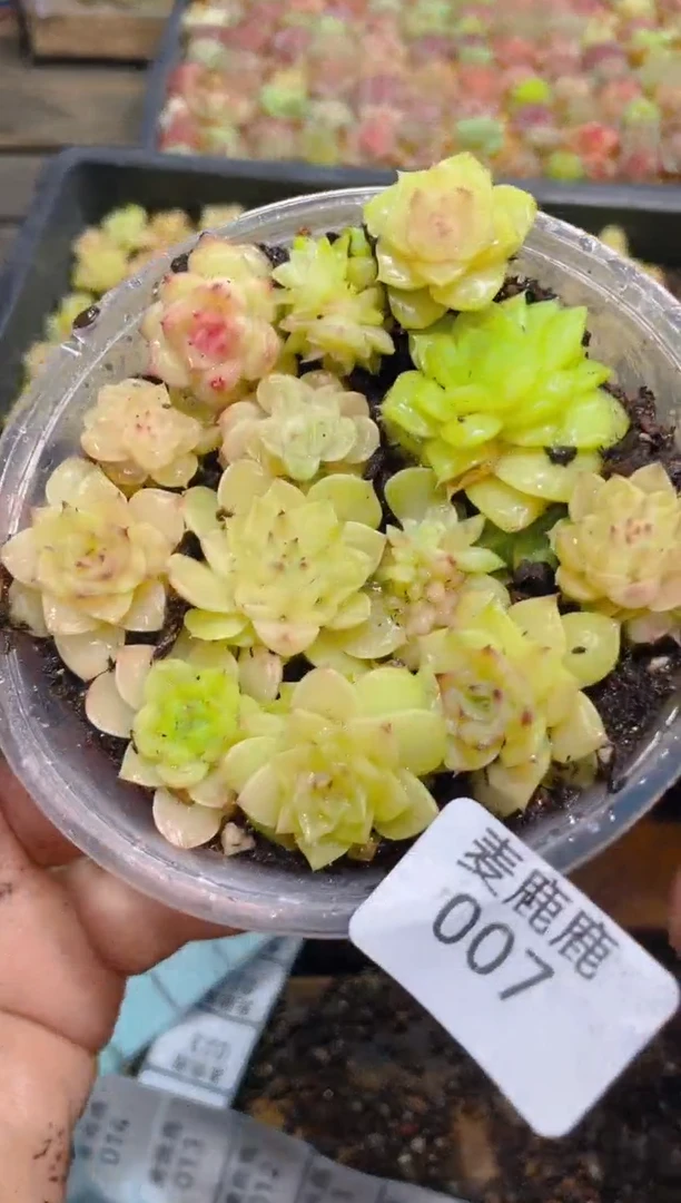 007麦秆小白体     量拍