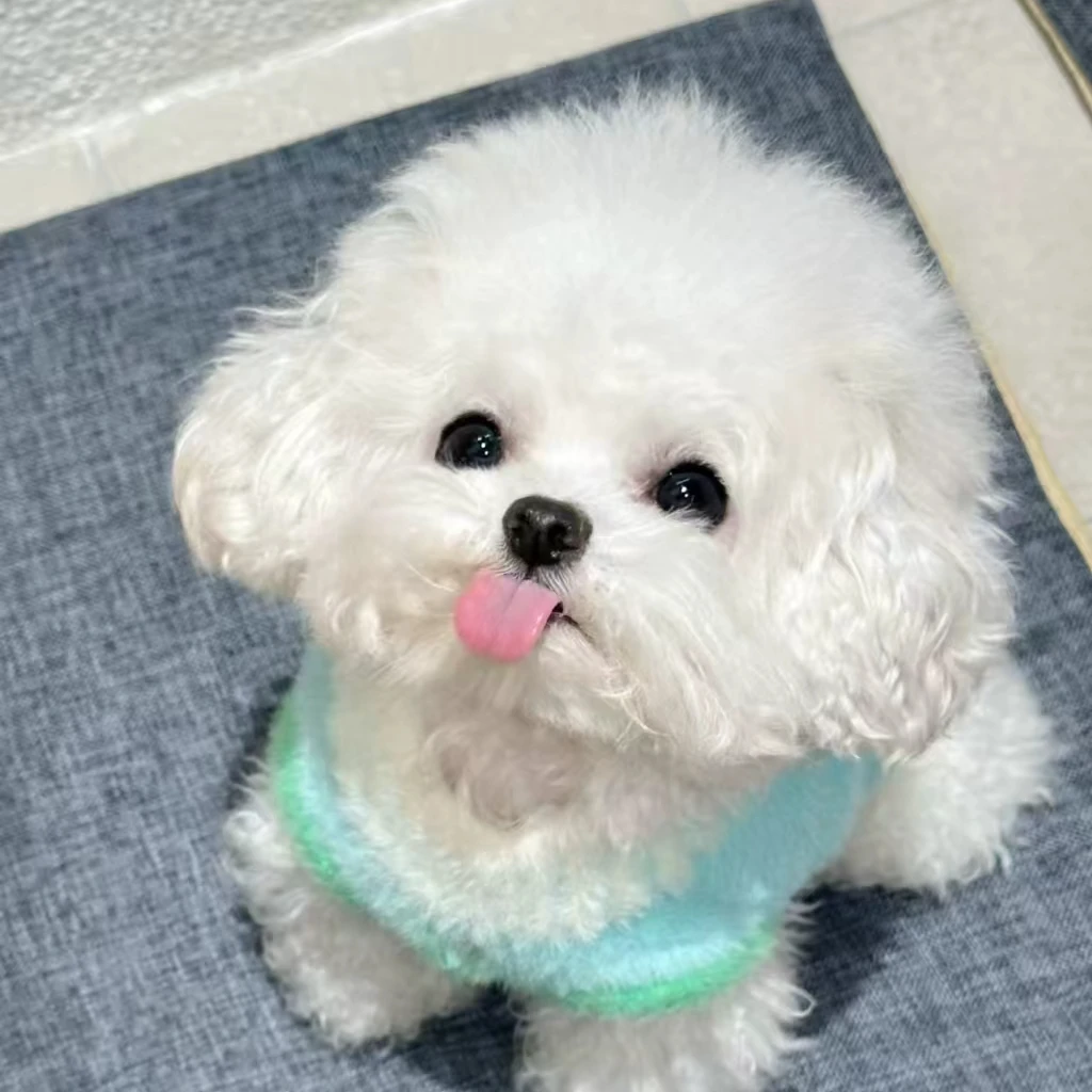 小型犬比熊宠物     TT1