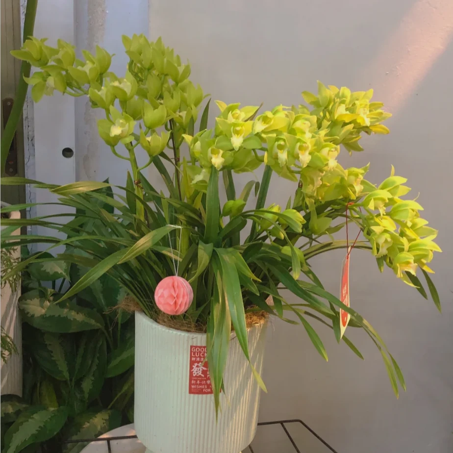 直兰 碧玉 大花惠兰 年宵花 高端室内兰花