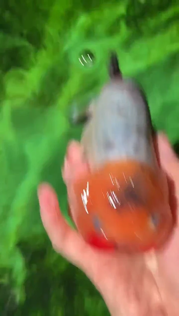 金鱼（运费自理，马印灯照射）福州追鱼兰寿金鱼