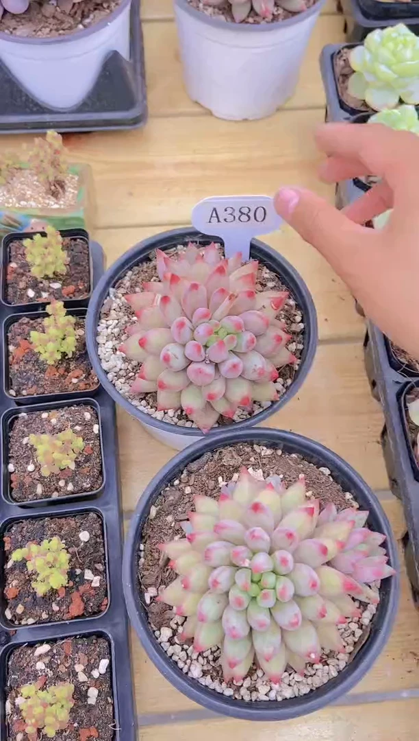 A380-母本虞美人脱土发（量拍）