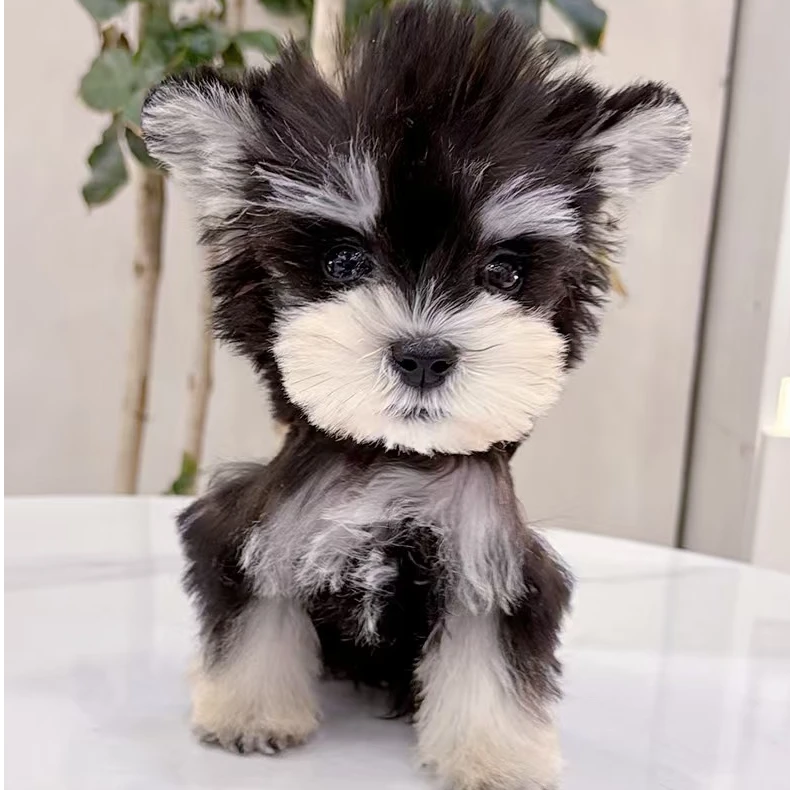 雪纳瑞黑银椒盐色梗类犬