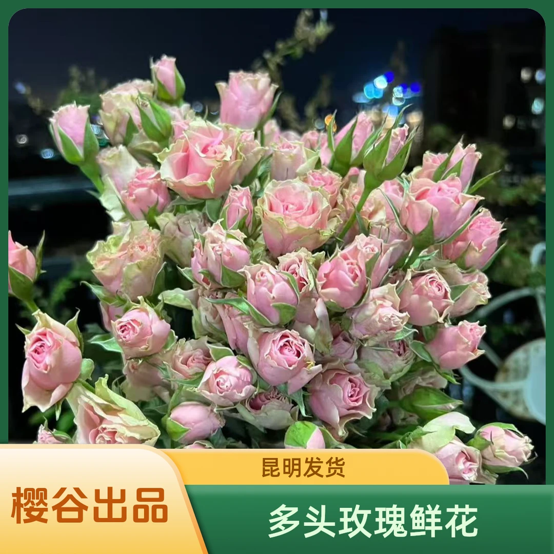 樱花谷多头玫瑰一单包邮云南昆明发货鲜切花家居水养