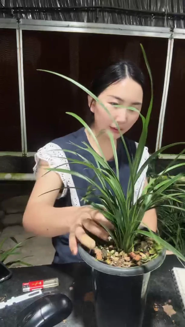 无花朵宋梅6苗  老种 带花苞