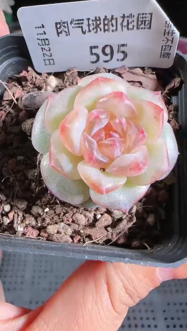 1122-595夕颜群生不包整