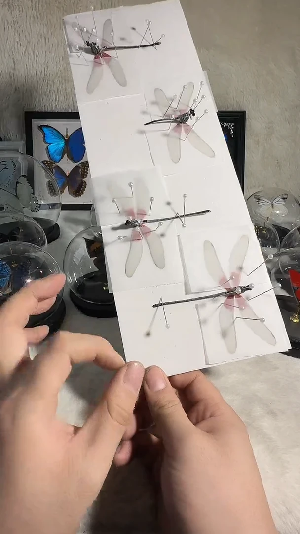 红蜻蜓八寸相框或水晶柱