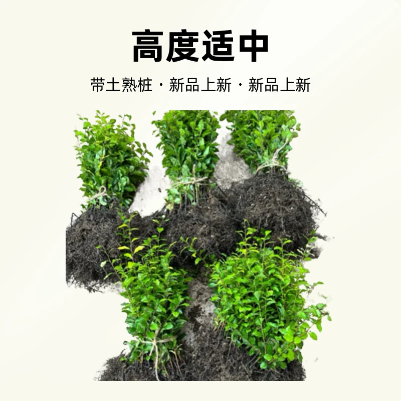 直播专用链接请勿自行下单，鲜花绿植