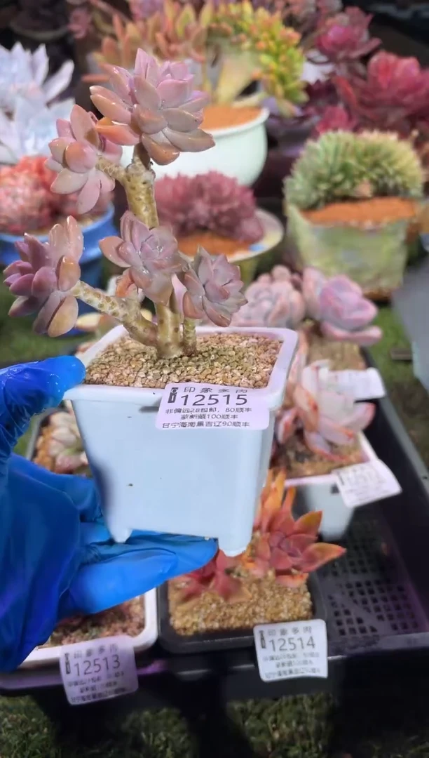 【闪购商品】12515