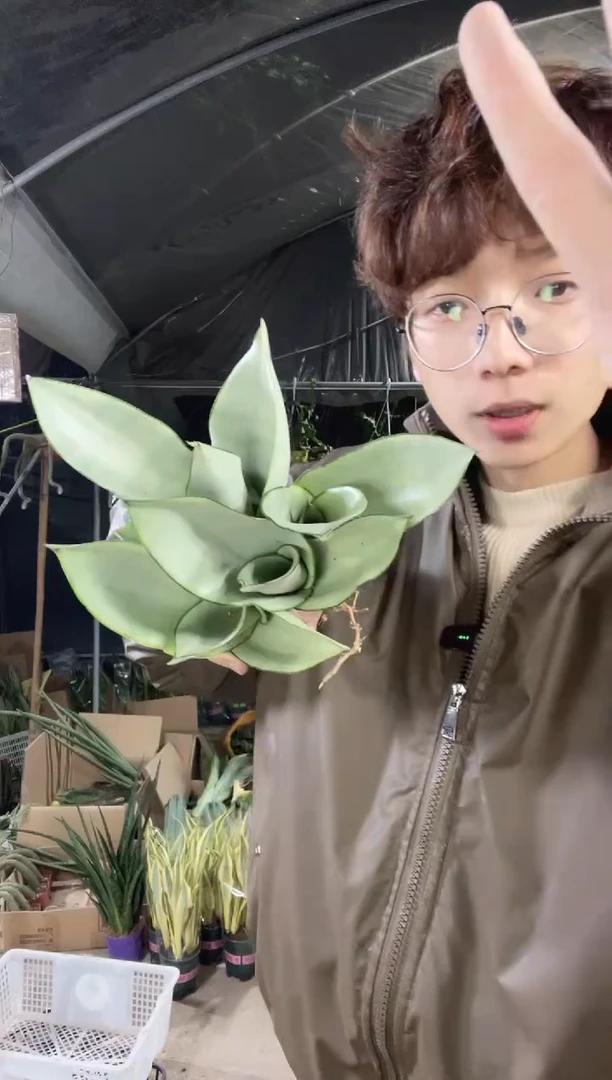 【闪购商品】白玉兰裸根4棵9.9