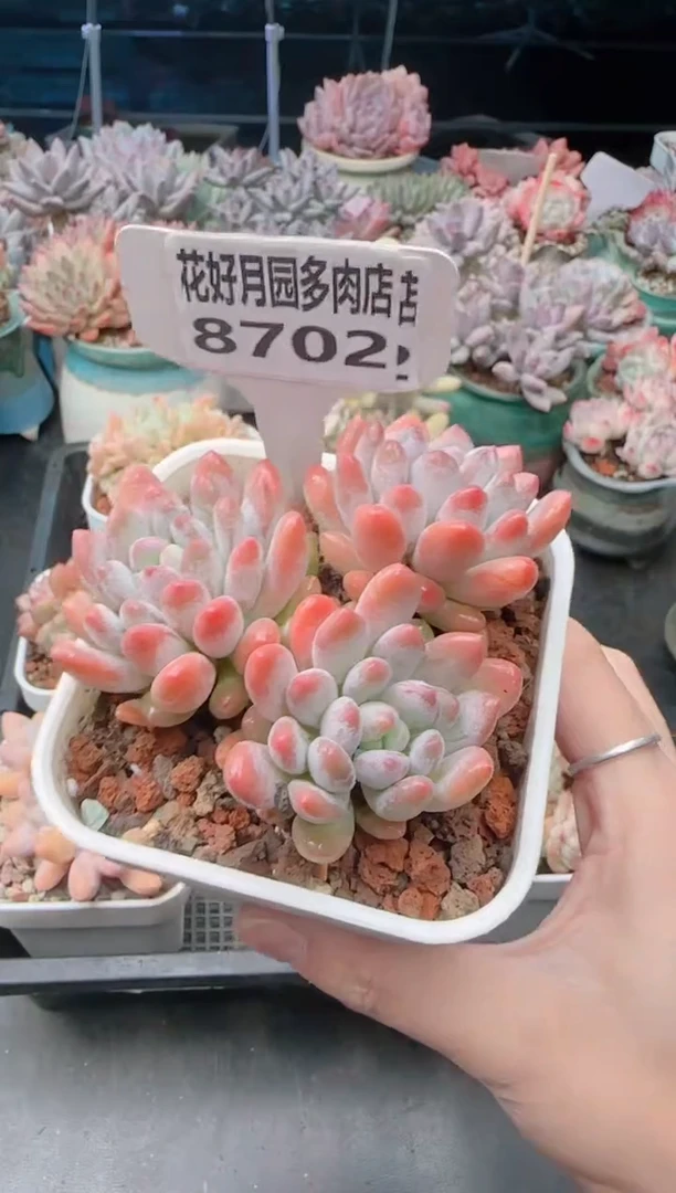 【闪购商品】8702灯美人