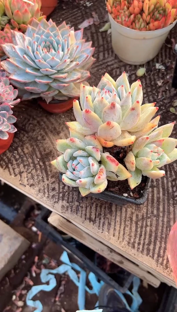 花***宿多肉植物一物一拍26311