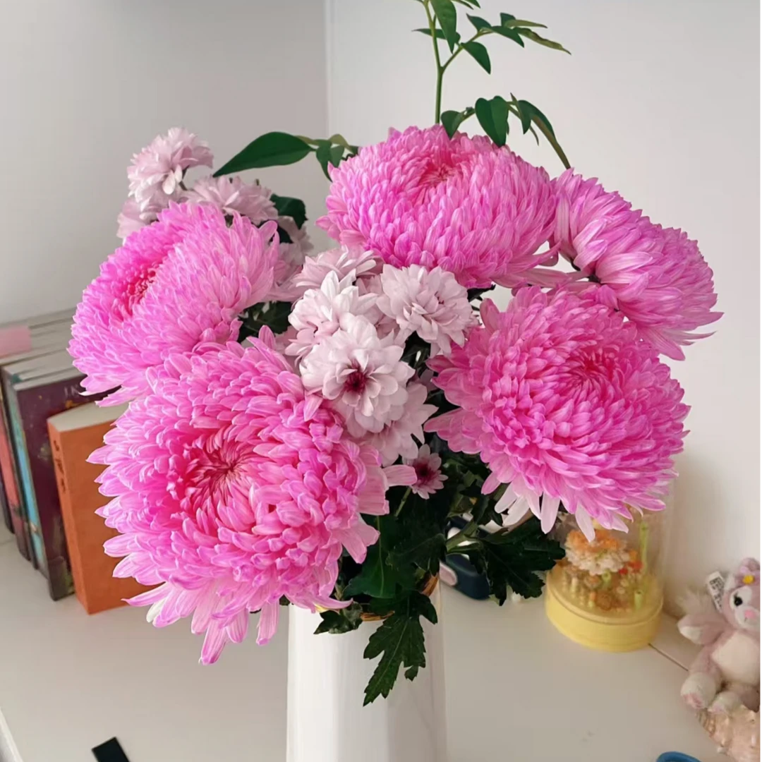 英英鲜花 吸色牡丹菊樱花粉 任意2单顺丰或德邦发货后不支持退款