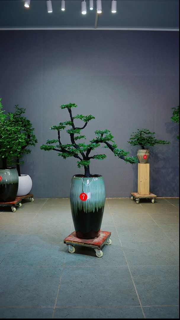 完全开放花***花一物一拍绿植