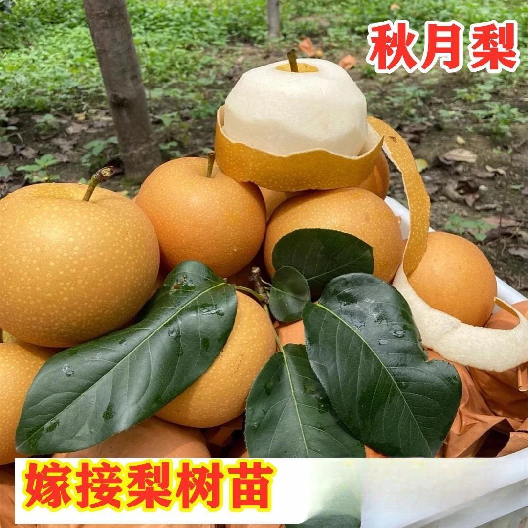 3年苗买一送一秋月梨树苗嫁接晚熟酥梨树苗南北方盆栽地栽