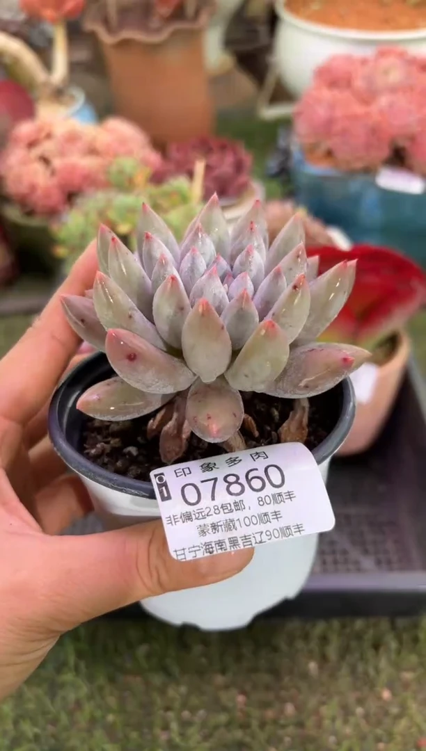 【闪购商品】07860