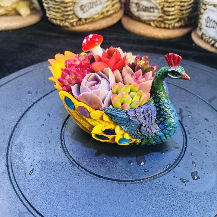 小孔雀橙盆多肉植物种好发货 带盆  带土 种好发