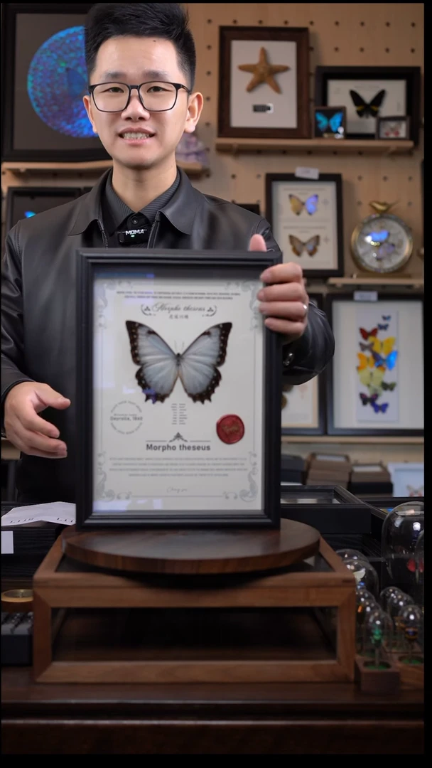 蝴蝶标本摆件竞拍花冠闪蝶l118