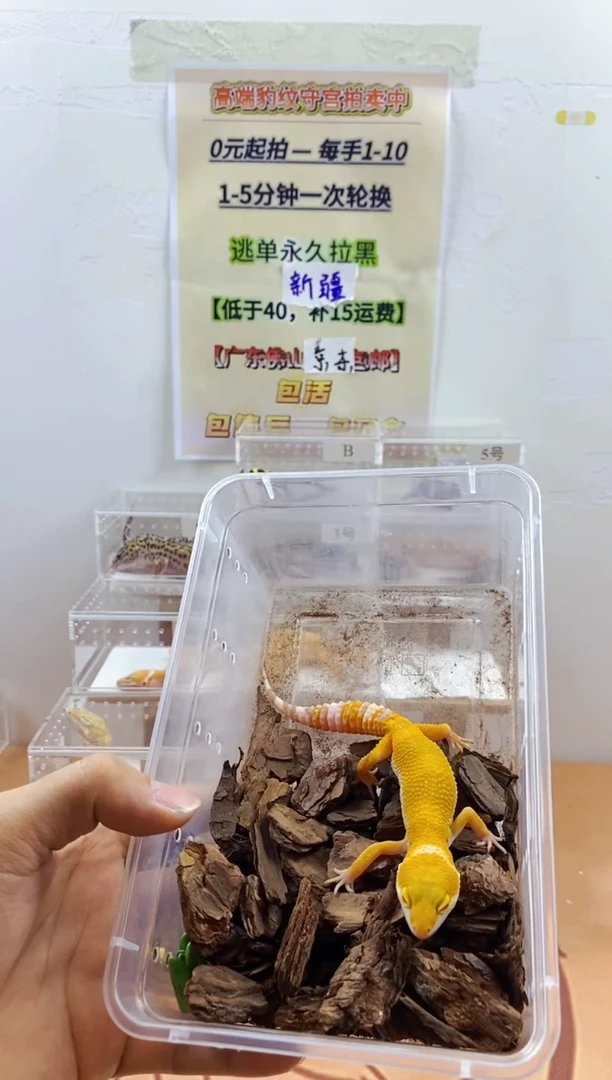豹纹守宫豹纹守宫幼苗亚成体成体肥尾