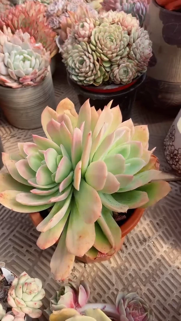 【闪购商品】11172