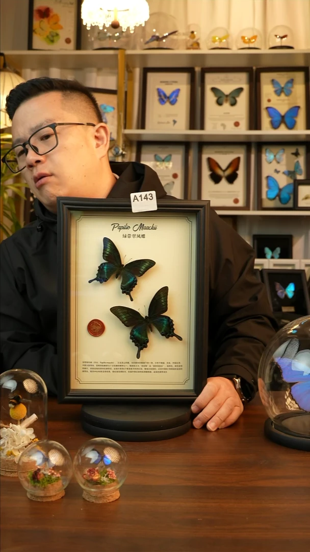 绿带翠凤蝶春夏款双蝶A143