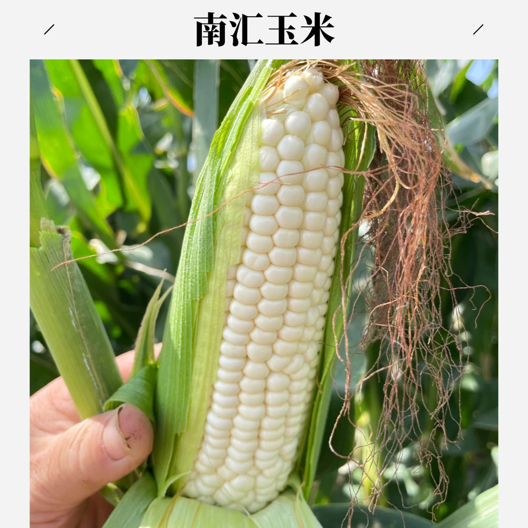 【试吃两根】上海南汇白糯玉米.香糯【5斤/7斤/9斤装】上海市