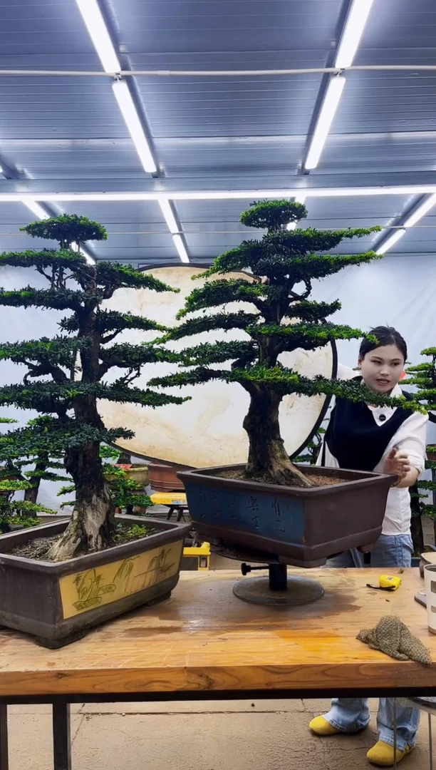 无花朵一物一拍，所见即所得