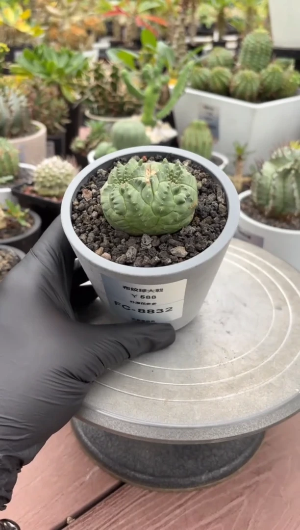 布纹球大戟FC-8832