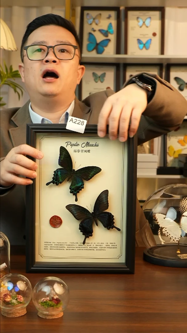 绿带翠凤蝶夏款双蝶A228