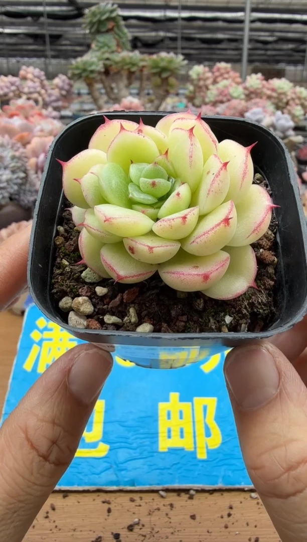 东云多肉园二店-362