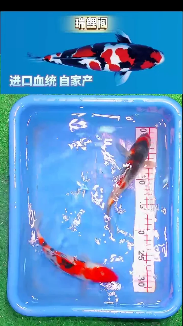 锦鲤瑞鲤阁精选--15