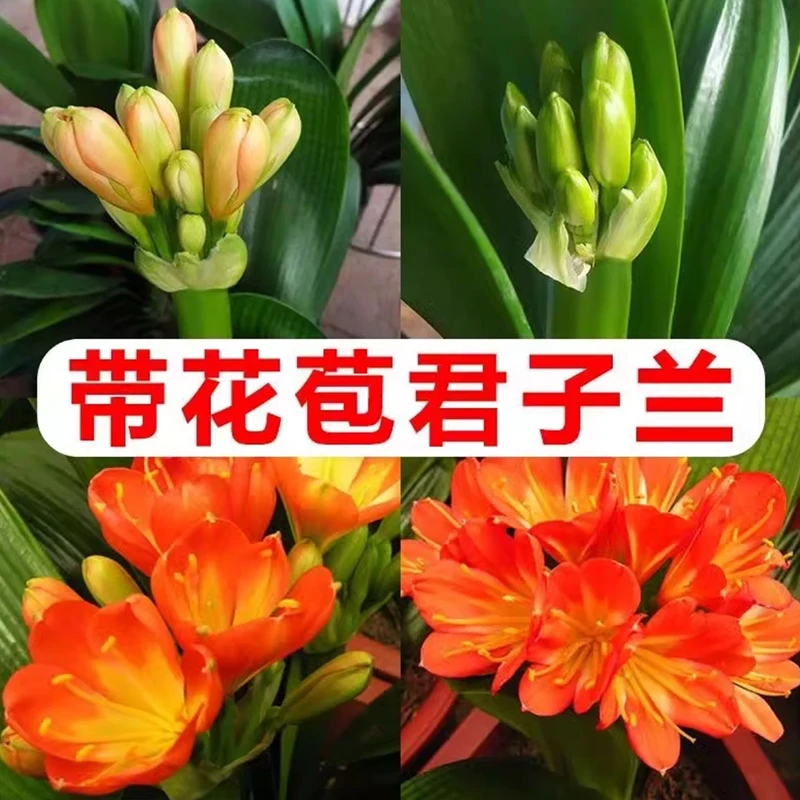 【带花苞君子兰】君子兰花卉植物室内易活绿植四季常青好养兰花