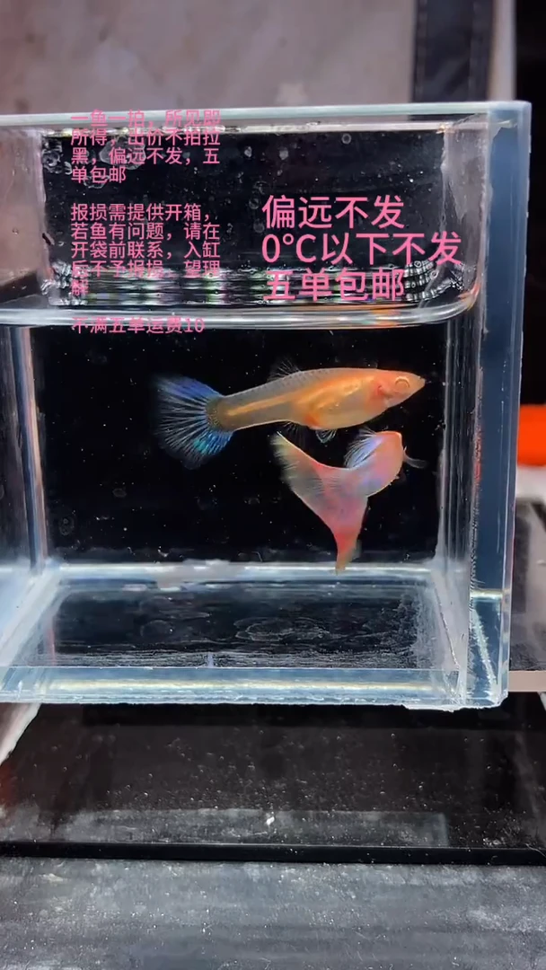 孔雀鱼孔雀鱼 07