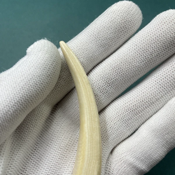 E6112天然猛犸牙牙尖 支持鉴定 假一罚四