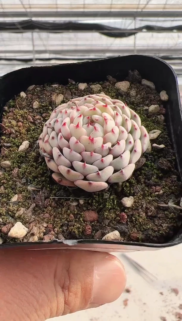 【闪购商品】新款多肉-80