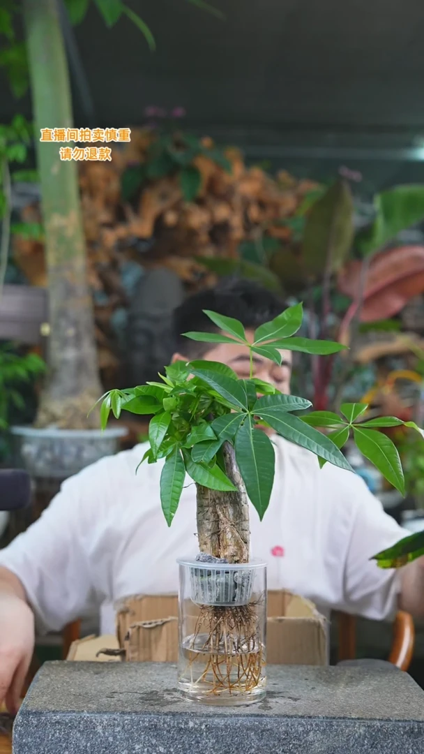 当前无花栽培后可以开花发财树319+