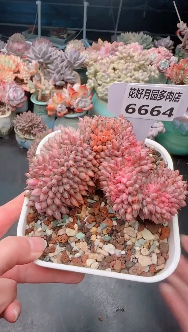 【闪购商品】6664.