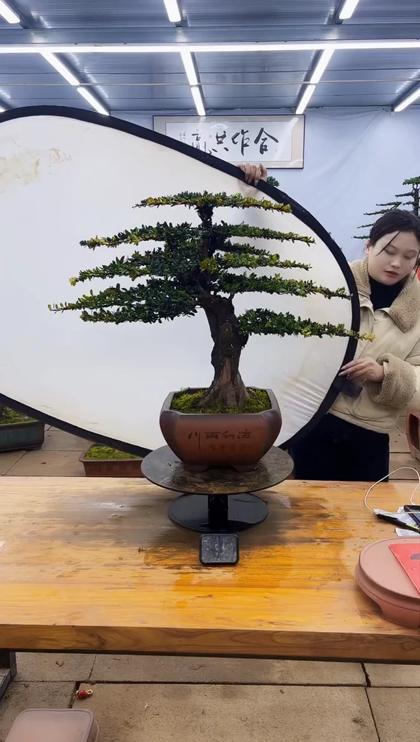 【闪购商品】高端盆景一物一拍，所见即所得