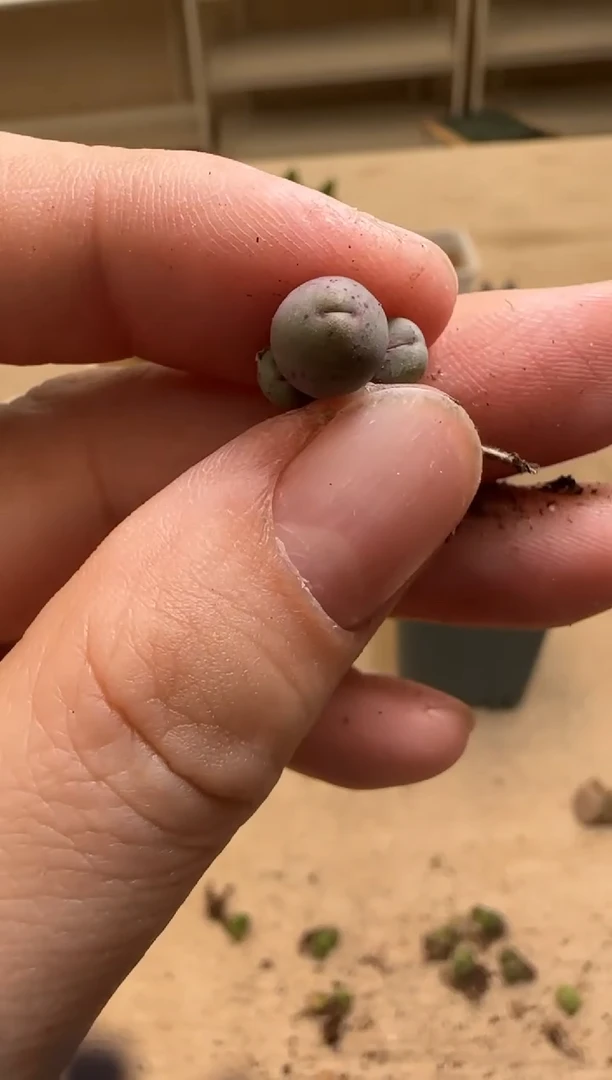 【闪购商品】15-38