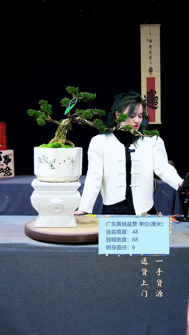 【闪购商品】高端黄杨盆景高端黄杨盆景