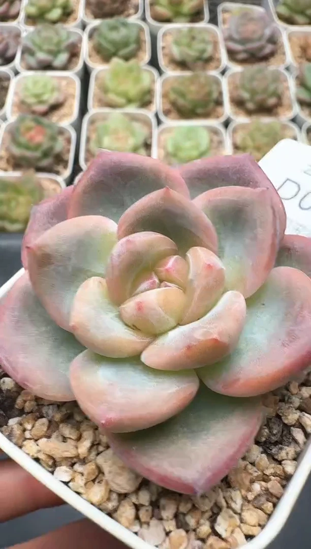 180D云禹多肉植物 带盆土纸巾打包 3颗包邮