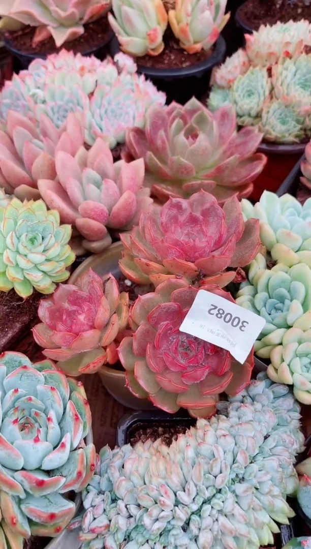 Y****兔30082多肉植物一物一拍