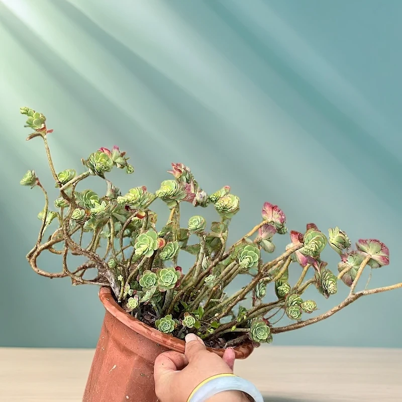 圆叶薄化妆/任意3单包邮/好养多肉 /多肉以直播实物为准