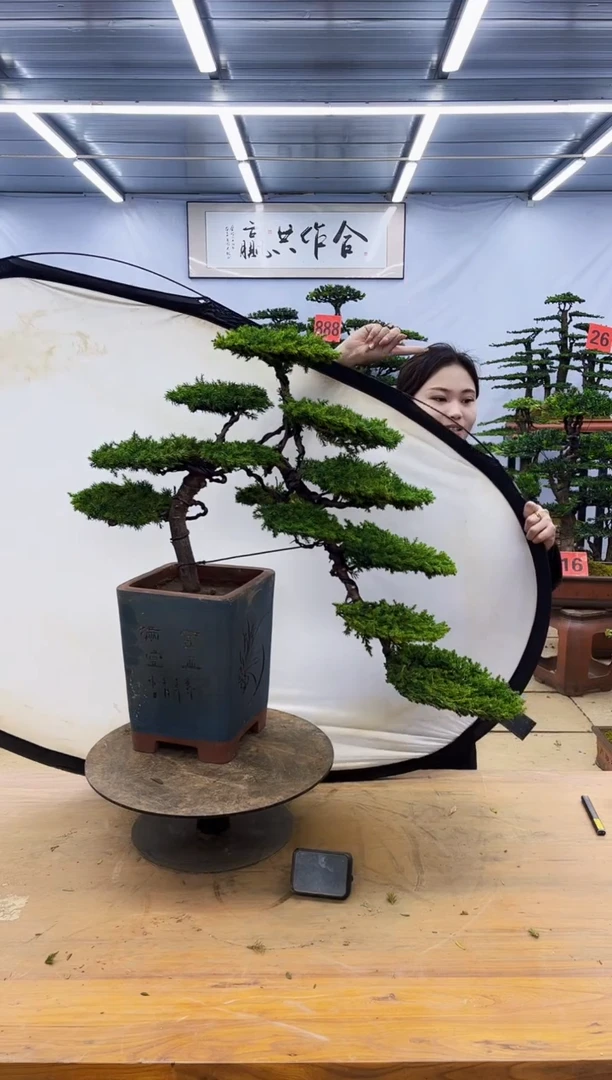 【闪购商品】高端盆景一物一拍，所见即所得