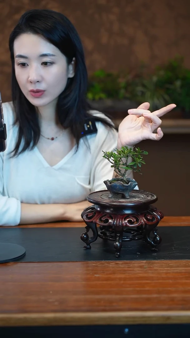 全部花朵栀子花盆景盆景盆景