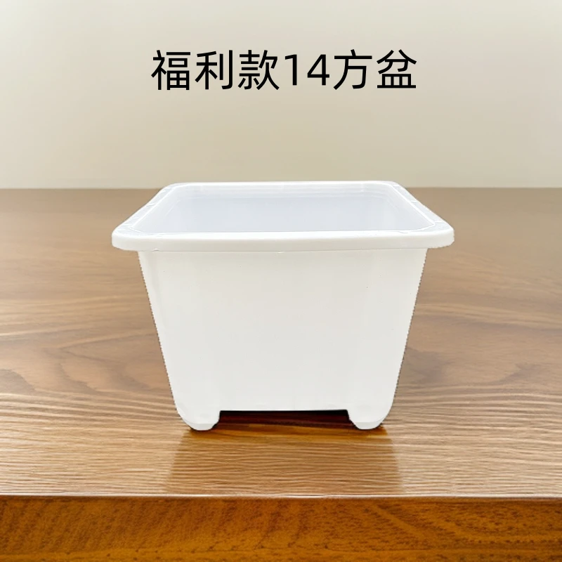 【20个一组】多肉白方盆景天盆绿植育苗仙人球花盆